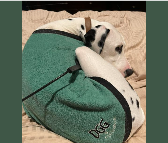 Pet Wellness A user shared how Solfeggio frequencies, combined with other therapies like PEMF, helped their dog regain vitality and relieve stress. The dog became more relaxed and mobile after the treatments.