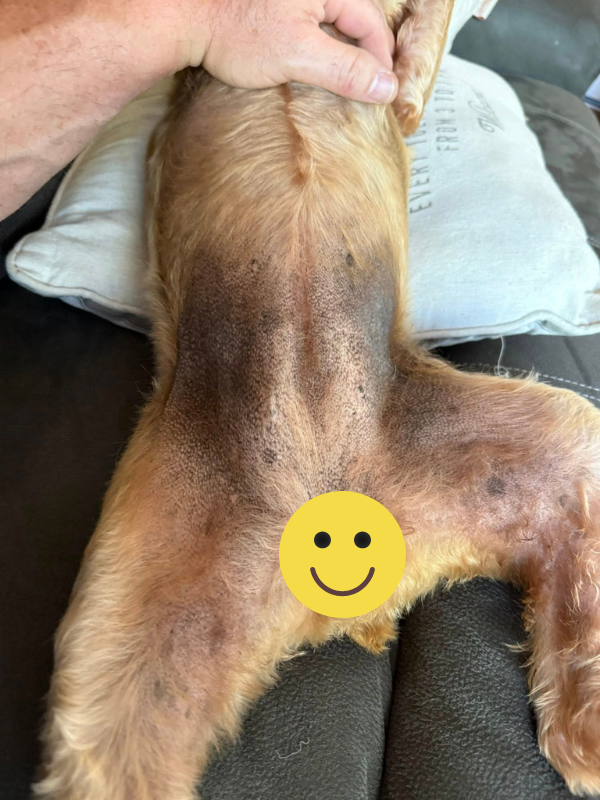 Spooky2 Biofeedback for Dogs-2 Spooky2 Biofeedback for Dogs-2