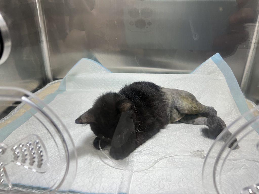 Guangming herstelverhaal afbeelding